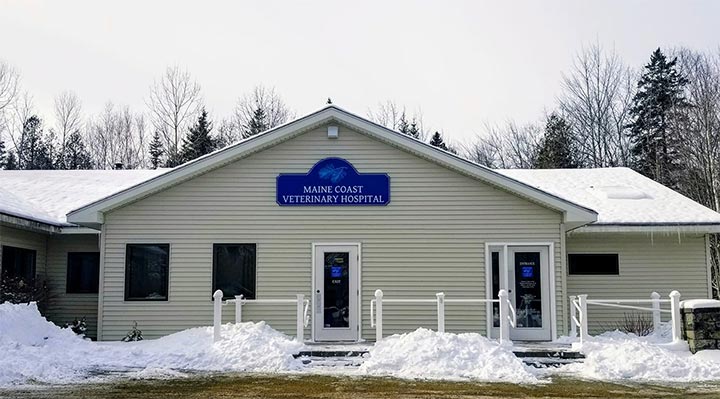 Maine Coast Veterinary Hospital, Blue Hill, ME